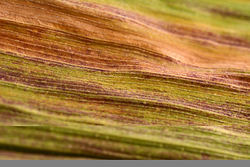 Image showing Abstract macro of maize foliage with fall colours 