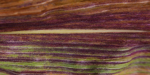 Image showing Abstract deep purple and green stripes on a sweetcorn leaf