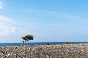 Image showing Windswept tree and bushes by a coastline