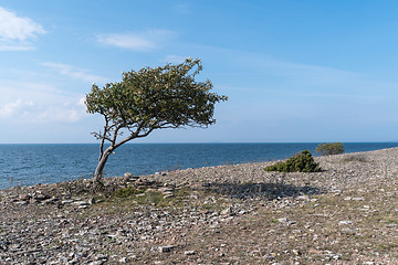 Image showing Coastline with windblown tree by seaside