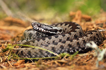 Image showing european common viper on forest ground 