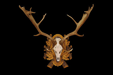 Image showing beautiful fallow deer trophy over black background