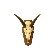 Image showing saiga antelope skull