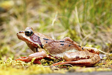 Image showing european common frog in natural habitat