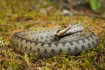 Image showing colorful crossed european adder on moss