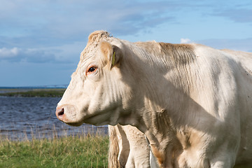 Image showing White cow head portrait