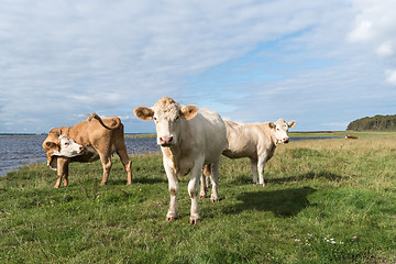 Image showing Cattle by seaside