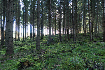 Image showing Old forest with mossy ground