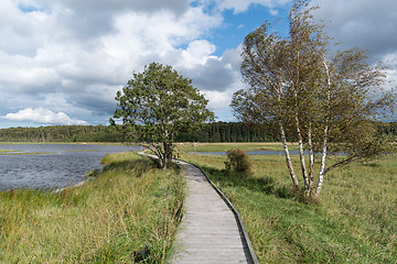 Image showing Wooden footbridge in a wetland