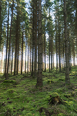 Image showing Tall spruce trees in a mossy forest