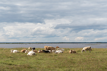 Image showing Herd of resting cattle by seaside