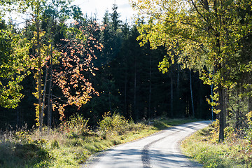 Image showing Winding gravel road with backlit colorful trees