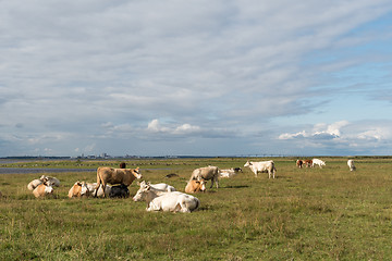 Image showing Peaceful view of resting cattle