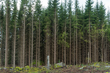 Image showing Growing spruce tree forest