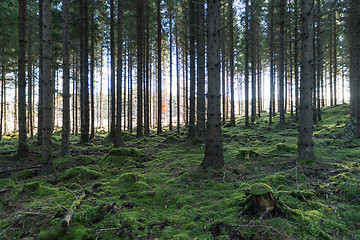 Image showing Mossy fairy forest