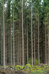 Image showing Tall spruce trees