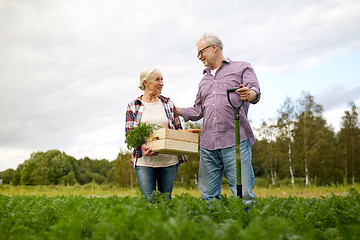 Image showing senior couple with shovel picking carrots on farm