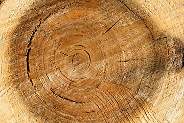 Image showing Pile wood