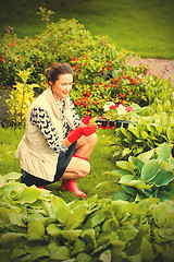 Image showing middle-aged woman working in a flower garden