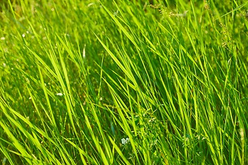 Image showing Green Grass Field