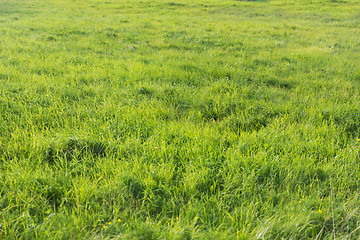 Image showing green grass on summer field