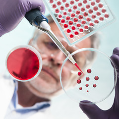 Image showing Senior life science researcher grafting bacteria.