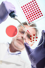 Image showing Senior life science researcher grafting bacteria.