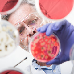 Image showing Senior life science researcher grafting bacteria.