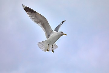 Image showing Seagulls in air