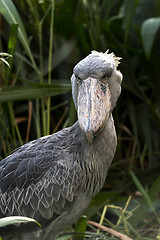 Image showing Portrait of shoebill 
