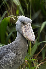 Image showing Portrait of shoebill 