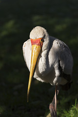 Image showing Yellow-billed stork