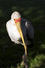 Image showing Yellow-billed stork