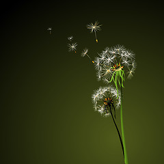 Image showing dandelions