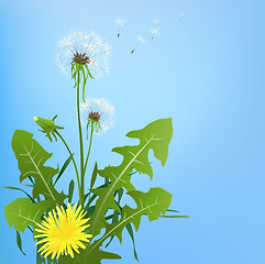 Image showing dandelions