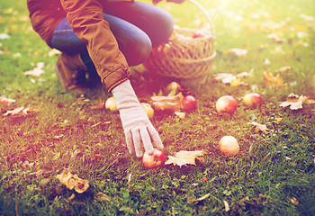 Image showing woman with basket picking apples at autumn garden