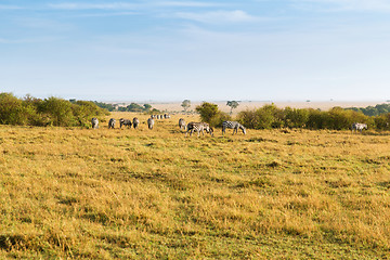 Image showing herd of zebras grazing in savannah at africa