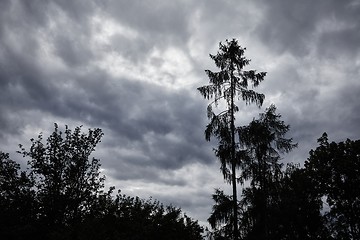 Image showing Trees against cloudy sky