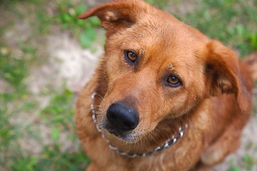 Image showing Cute dog portrait