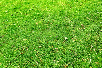 Image showing Green Grass Background