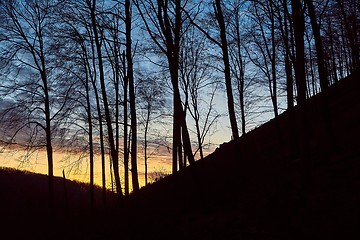 Image showing Forest Twilight Background