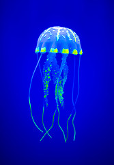 Image showing Real jellyfish on a blue background