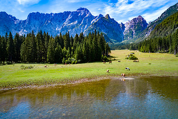 Image showing Horses graze on green field.Lake Lago di Fusine Superiore Italy 