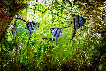 Image showing Angelfish Pterophyllum scalare