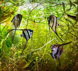 Image showing Angelfish Pterophyllum scalare