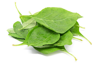 Image showing Matrimony vine leaf