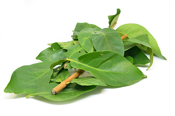 Image showing Indonesian Bay Leaf