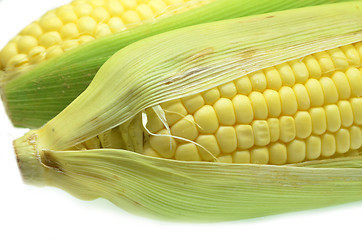 Image showing Grains of ripe corn photo of maize close-up