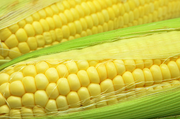 Image showing Grains of ripe corn photo of maize close-up