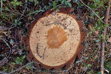 Image showing Tree trunk texture